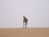 Kamel auf der Dne