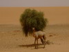 Kamel vor der Dne